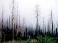 Dead-Trees-in-Mist-AZooNY.jpg